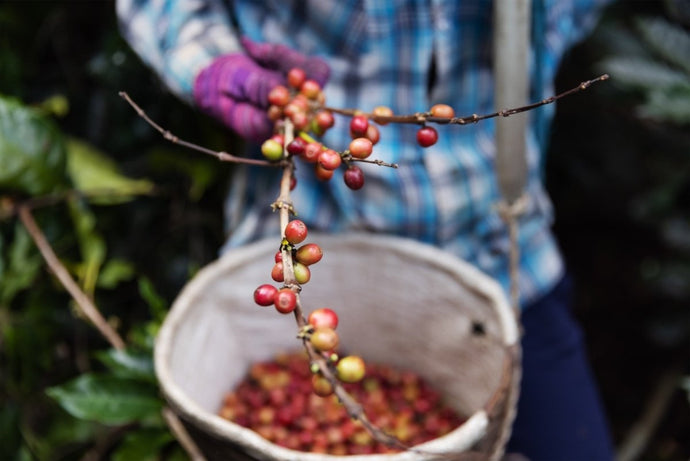 Bet The Farm: An Overview of Coffee Farming